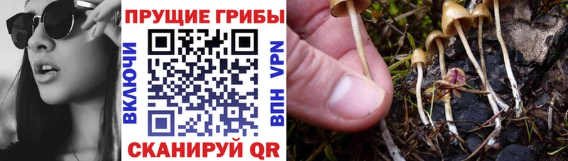 Галлюциногенные грибы GOLDEN TEACHER  как найти закладки  Вологда 